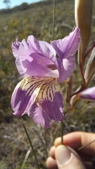 Gladiolus mutabilis