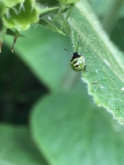Palomena prasina