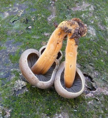 Heimiomyces