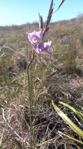 Image of Gladiolus mutabilis by (c) kevin koen, some rights reserved (CC BY-SA)