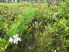 Rhododendron atlanticum