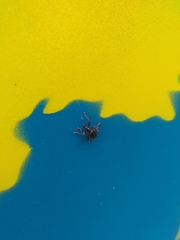 Otiorhynchus clavipes