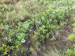 Rhododendron atlanticum