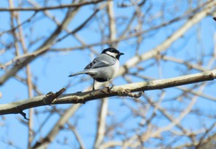 Parus major intermedius