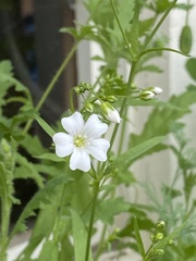 Gypsophila elegans