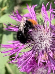 Bombus lapidarius
