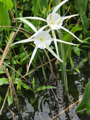 Hymenocallis crassifolia