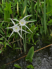 Hymenocallis crassifolia
