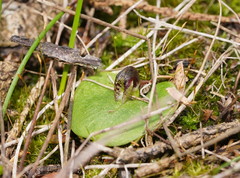 Corybas despectans