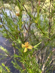 Hypericum fasciculatum