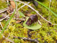 Corybas despectans