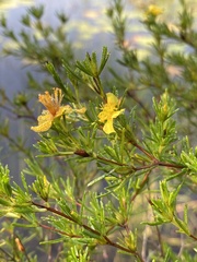 Hypericum fasciculatum