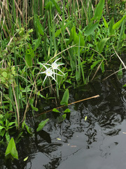 Hymenocallis crassifolia