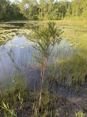 Hypericum fasciculatum
