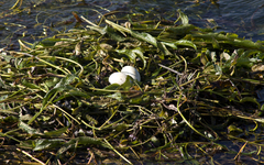 Podiceps major