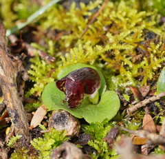 Corybas despectans