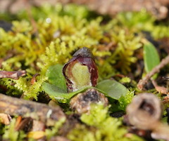 Corybas despectans