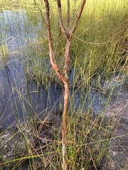 Hypericum fasciculatum