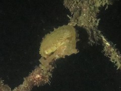 Hippocampus whitei