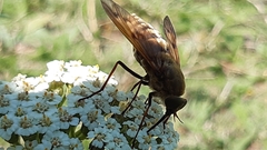 Pangonius pyritosus