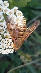 Pangonius pyritosus