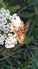 Pangonius pyritosus