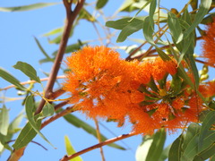 Eucalyptus phoenicea