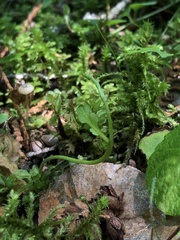 Botrychium tenebrosum