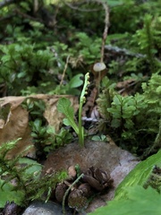 Botrychium tenebrosum