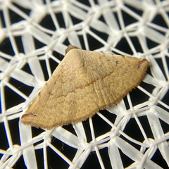 Eublemma perversicolor