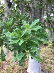 Quercus austrina