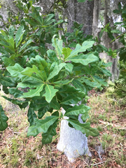 Quercus austrina