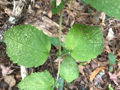 Scutellaria mellichampii