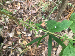 Scutellaria mellichampii