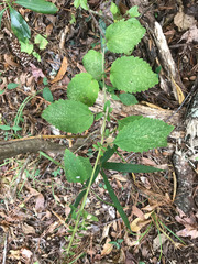 Scutellaria mellichampii