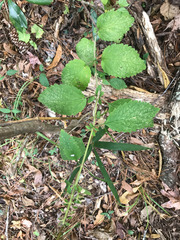 Scutellaria mellichampii