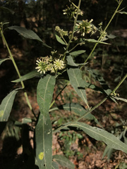Verbesina walteri