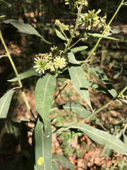 Verbesina walteri