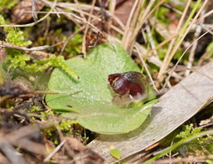 Corybas despectans