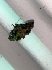 Autographa ampla
