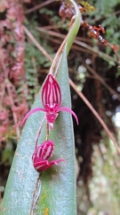 Pleurothallis lindenii