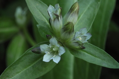 Gentiana tibetica