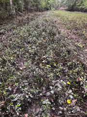 Coreopsis integrifolia