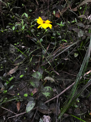 Coreopsis integrifolia