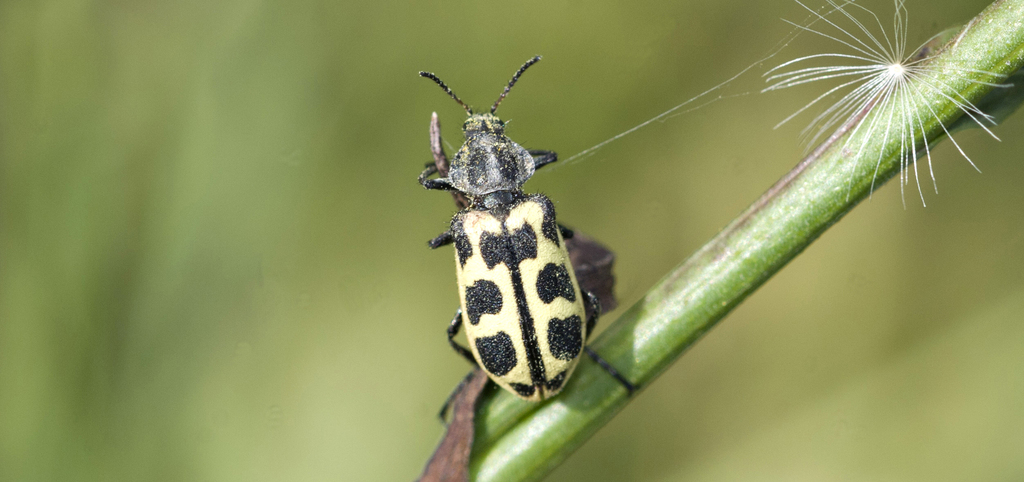 Astylus