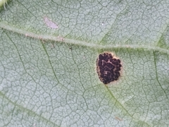 Puccinia silphii