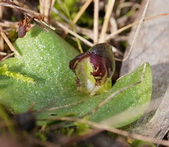Corybas despectans