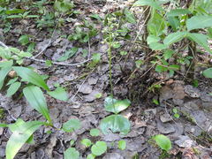 Platanthera orbiculata