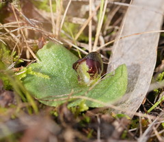 Corybas despectans