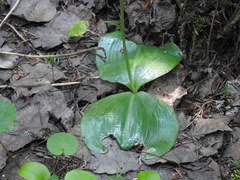 Platanthera orbiculata
